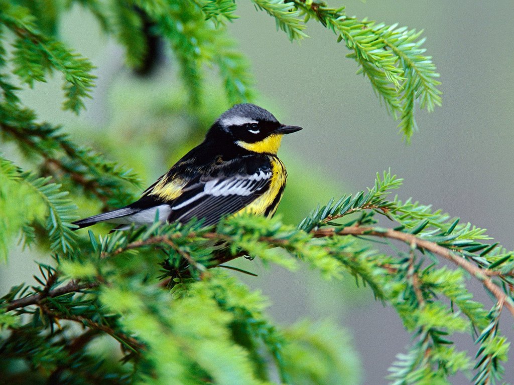 Male Magnolia Warbler